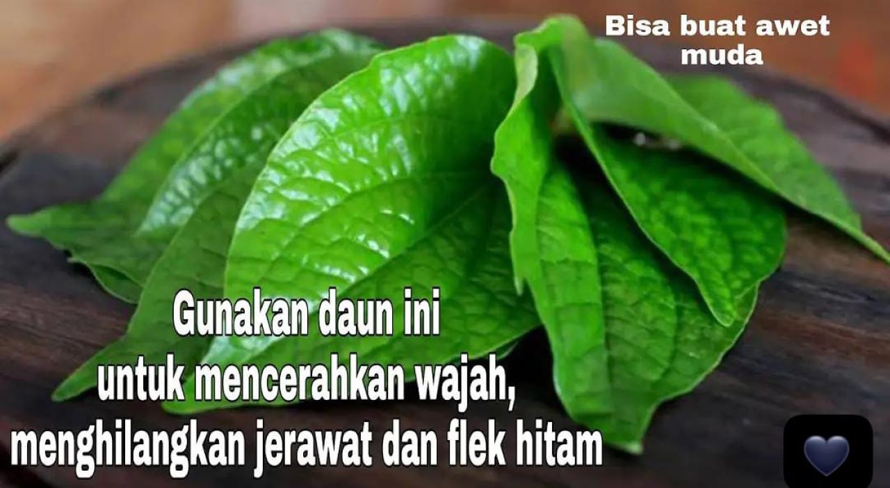 3 Cara Pakai Daun Sirih Untuk Wajah Usia 40 Tahun Ke Atas Agar Glowing