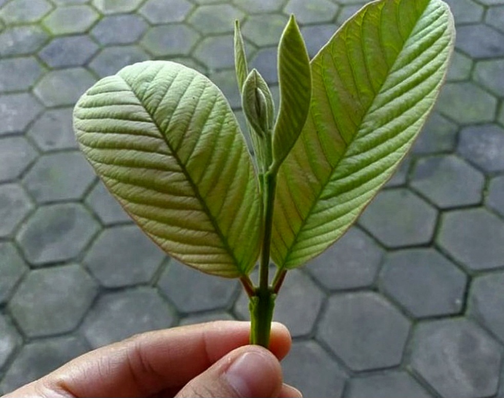 Wajb Dibaca Manfaat Daun Jambu Biji Bagi Kesehatan Tubuh Lansia Usia