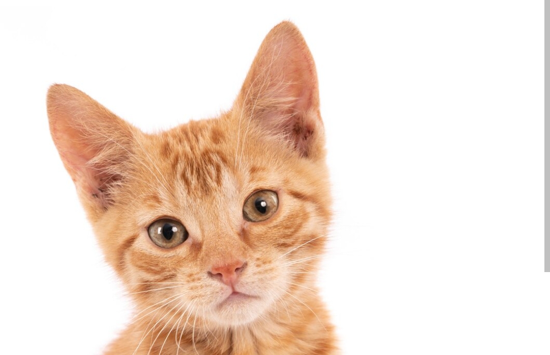 Sudah Tahu Belum, Inilah Fakta Tentang Kucing Oyen, Gak Nyangka Banget!