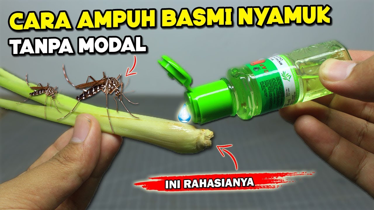 DIY Pengusir Nyamuk yang Ampuh dari Bahan Alami, Kamu Bisa Gunakan Serai dan Bawang Putih