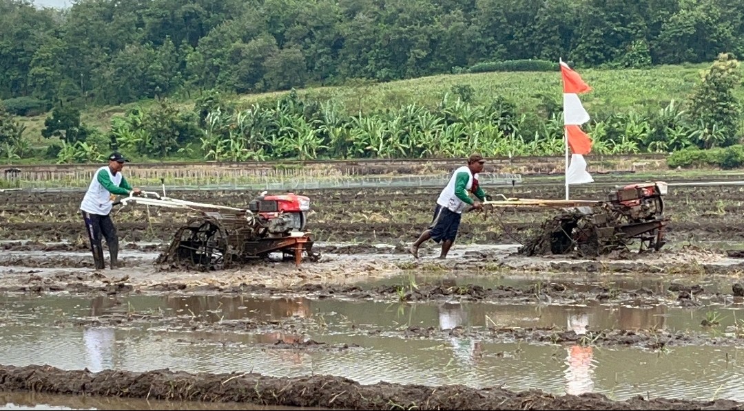 Gapoktan Tunggorono Gringsing Batang Gelar Tradisi Unik Lomba Balap Traktor Sambut Musim Tanam Padi
