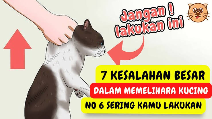 Bisa Berakibat Fatal, Inilah 7 Kesalahan Ketika Merawat Kucing, Pemula Harus Paham!