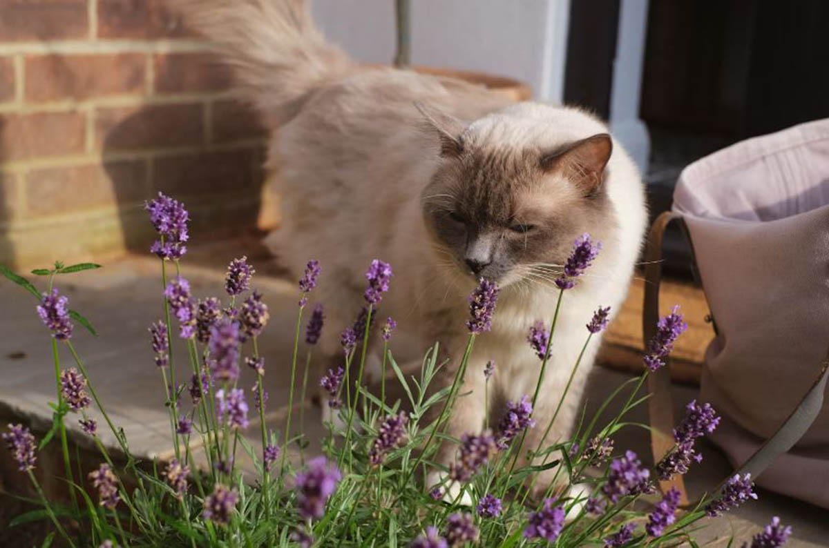 Apakah Kucing Menyukai Aroma Lavender? Simak Penjelasan dari Ahli Kucing Berikut: Hindari Anabul Keracunan
