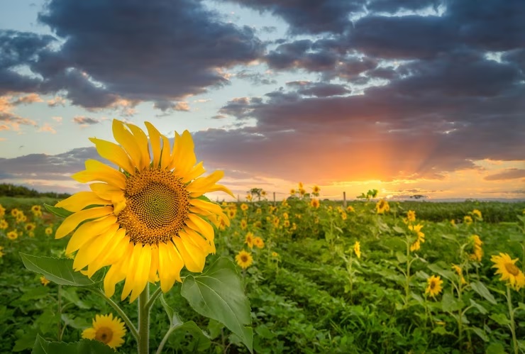 Pemula Wajib Tahu, Inilah 7 Cara Merawat Bunga Matahari agar Berbunga dengan Cantik