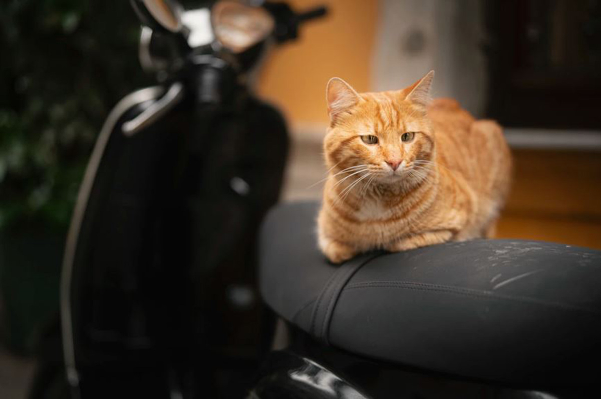 Ini Dia 5 Tips Membawa Kucing Perjalanan Naik Motor, Buat Anabul Tetap Betah dan Bahagia Selama di Jalan