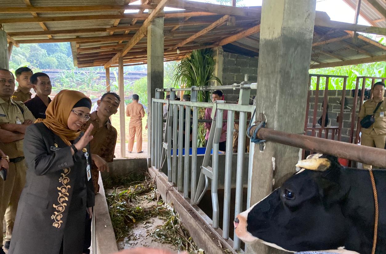 Jalin Kerjasama dengan Nestle Indonesia, Penyetoran Susu dari Peternak Sapi Batang Meningkat hingga 380 Liter