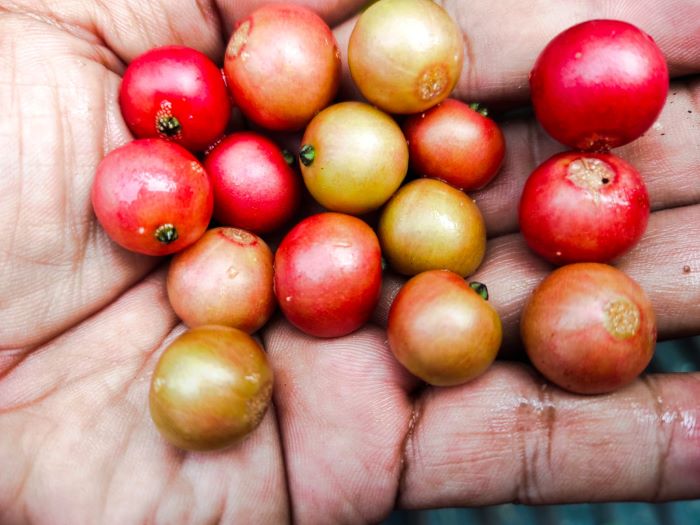 8 Manfaat Buah Kersen untuk Kesehatan, Menurunkan Gula Darah, Asam Urat dan Tekanan Darah Tinggi