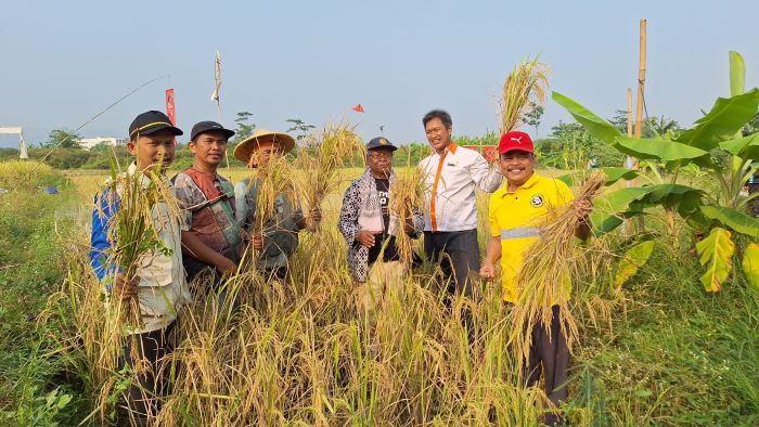 Berdayakan Petani di Kabupaten Pekalongan, MPM PD Muhammadiyah Kabupaten Pekalongan Kembangkan Padi Organik