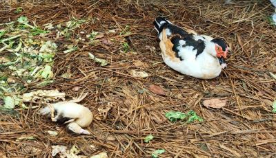 Unggas Mati Mendadak, Waspadai Flu Burung, Ini Gejala, Pencegahan dan Pengobatan Flu Burung Pada Unggas