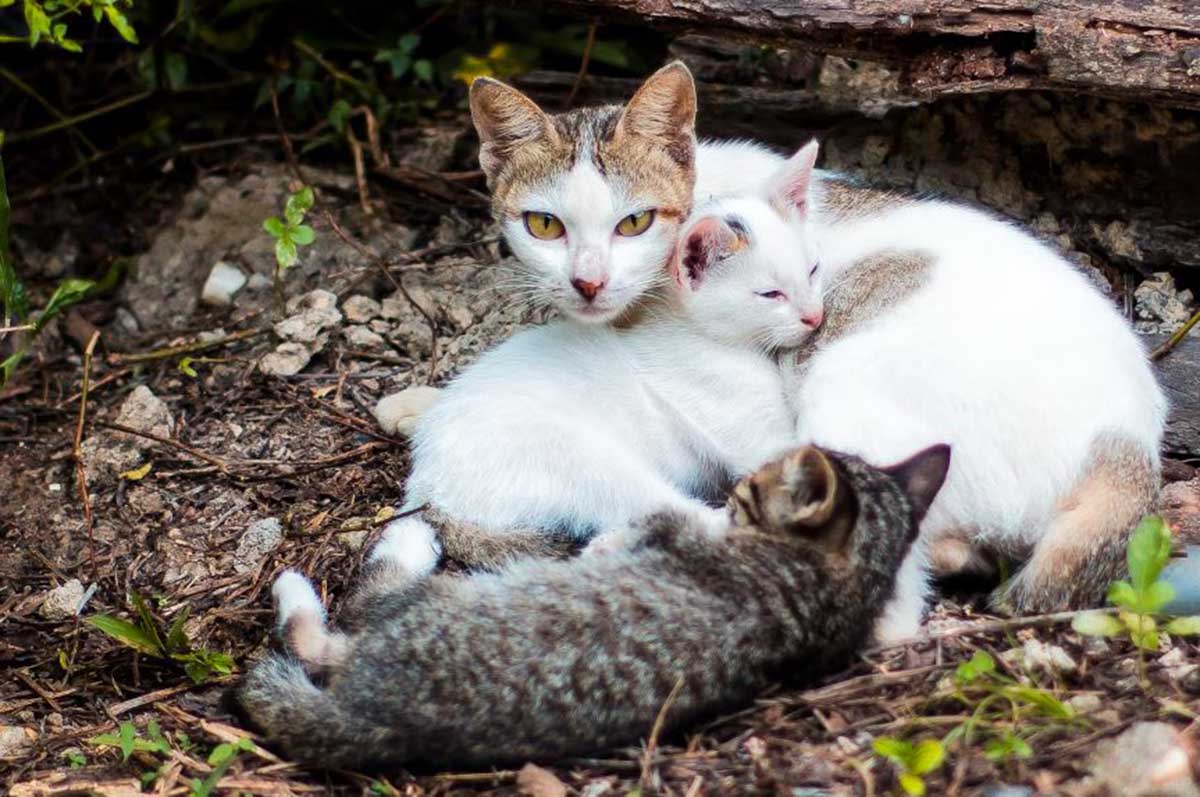 6 Jenis Kucing Kampung Populer untuk Dipelihara: Aktif, Menggemaskan, dan Mudah Dirawat