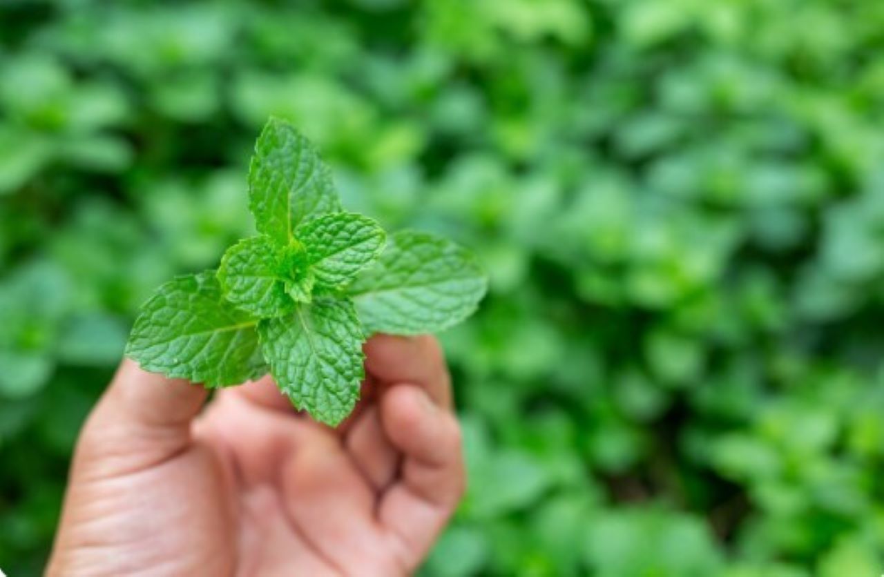 4 Jenis Tanaman yang Tidak Disukai Semut dan Cocok Dijadikan Hiasan di Rumah