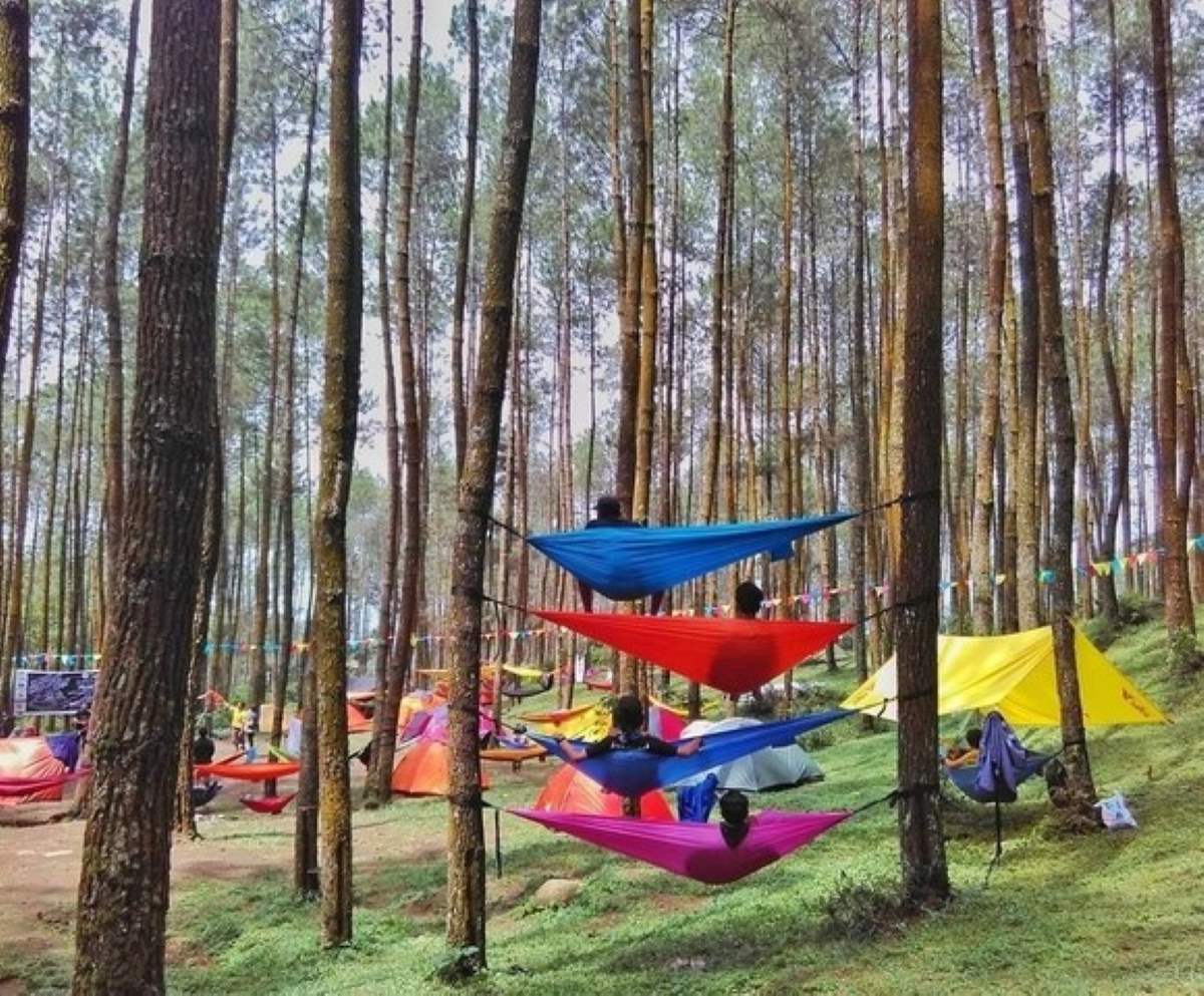 Healing Murah Mulai Rp5000! Inilah Wisata Hutan Pinus yang Pas Buat Bersantai Saat Liburan Bareng Keluarga