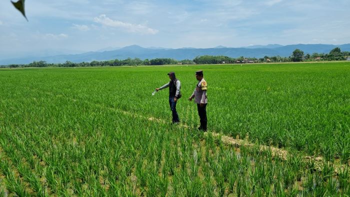 Petani di Desa Krandon Kesesi Pekalongan Ditemukan Tewas di Sawah, Jasadnya Ditemukan Anaknya Sendiri