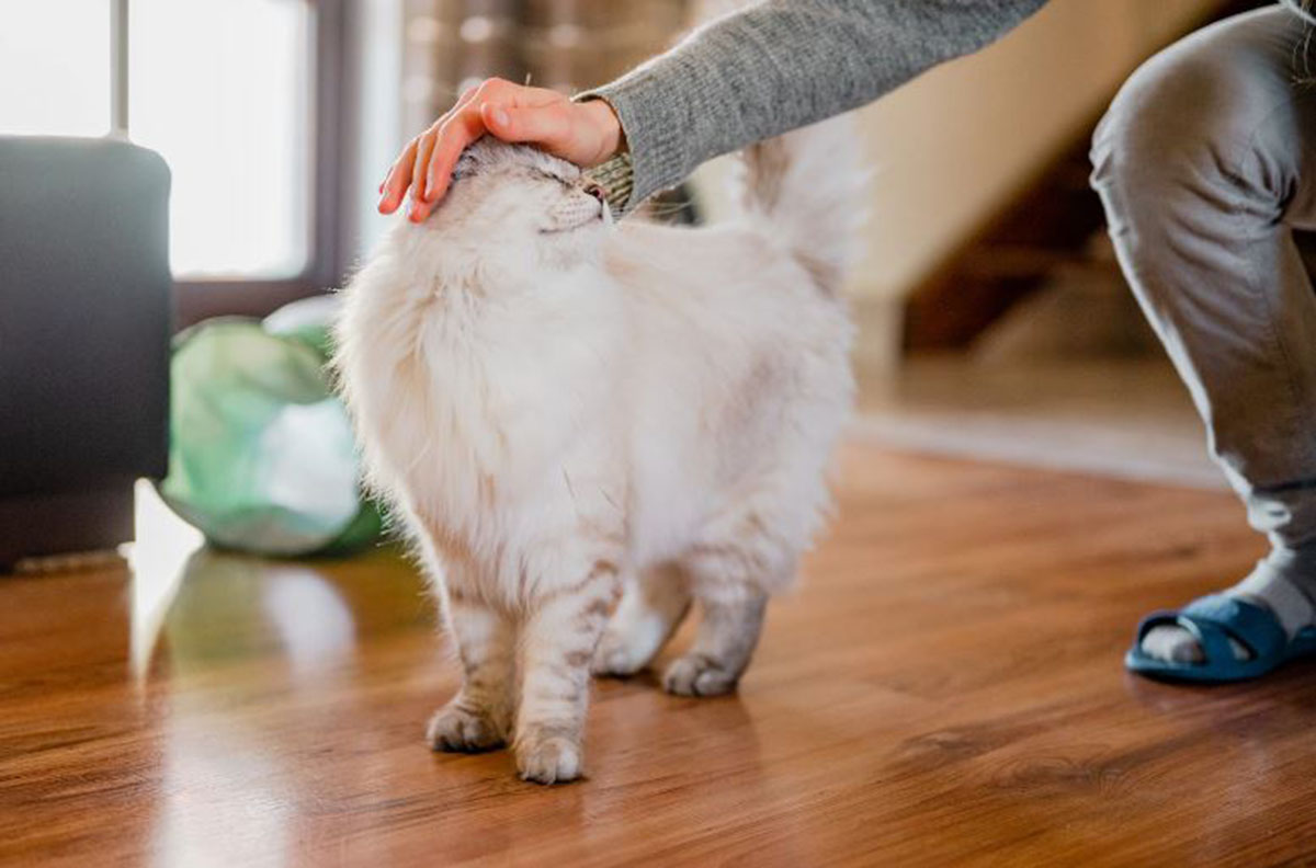 Rahasia Ikatan Batin Kucing dan Pemiliknya: Bukti Ilmiah Kalau Anabul adalah Makhluk Spiritual yang Sensitif