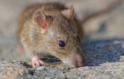 Mengenal Leptospirosis, Penyakit yang Ditularkan melalui Kencing Tikus
