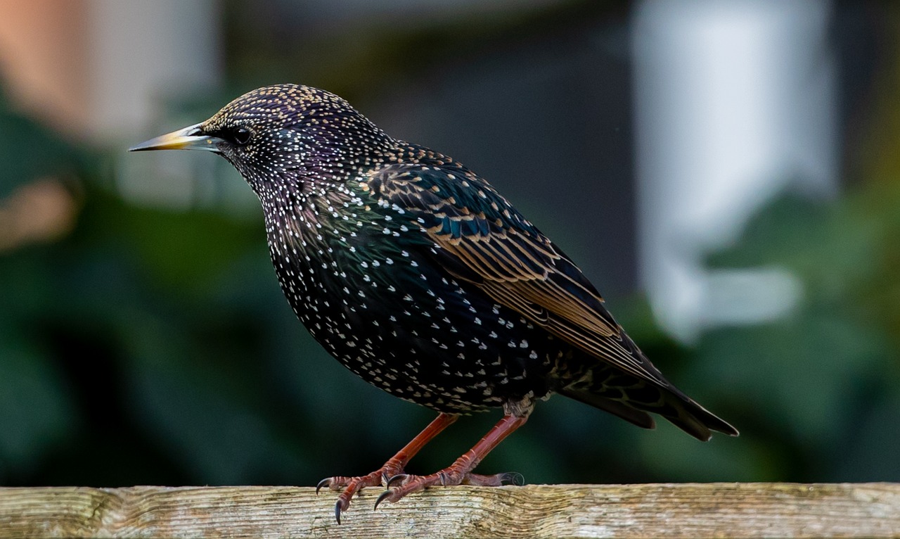 Yuk Kenali Karaktristik dan Keunikan Burung Jalak yang Memiliki Kecerdasan Luar Biasa 