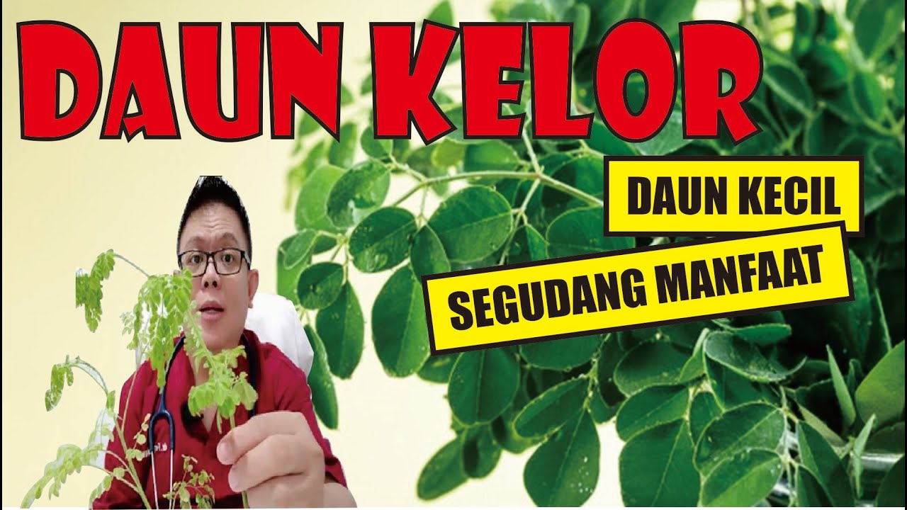 1.000 Manfaat Daun Kelor! Ini 3 Alasan Daun Kelor Disebut Daun 1.000 Manfaat