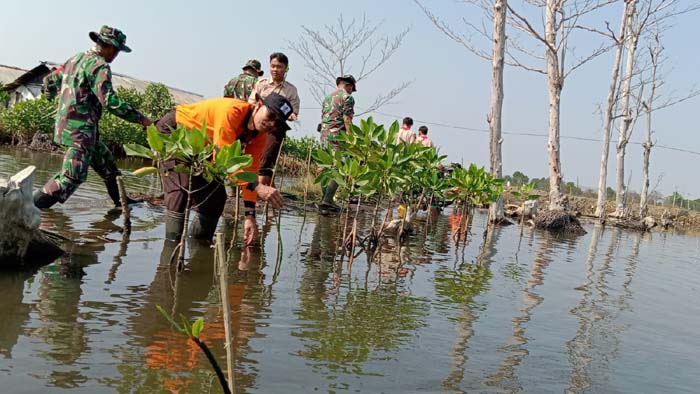  Jaga Kelestarian Lingkungan, Kwarcab Pekalongan Tanam 1000 Mangrove