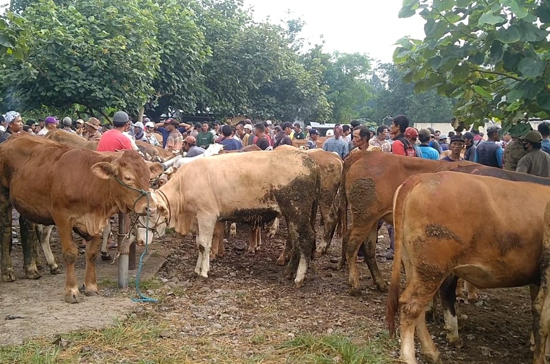 Jelang Idul Adha, Harga Hewan Kurban Cenderung Stabil, Diprediksi Aksi Borong Seminggu Sebelum Hari H