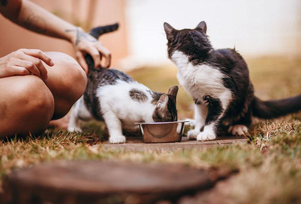 Tanda Kucing Mendoakan Kita: Cari Tahu Apa yang Anabul Minta untuk Kebahagiaan Pemiliknya