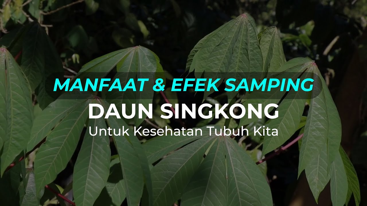 Manfaat Satu Lembar Daun Singkong Bagi Kebugaran dan Kesehatan Tubuh, Apa Saja?