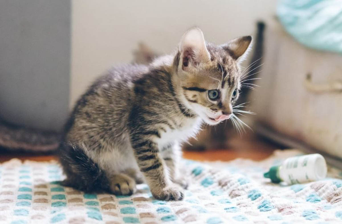 5 Aroma yang Tidak Disukai Kutu Kucing: Rahasia Membuat Ramuan Alami, Permanen Membasmi Kutu Kucing