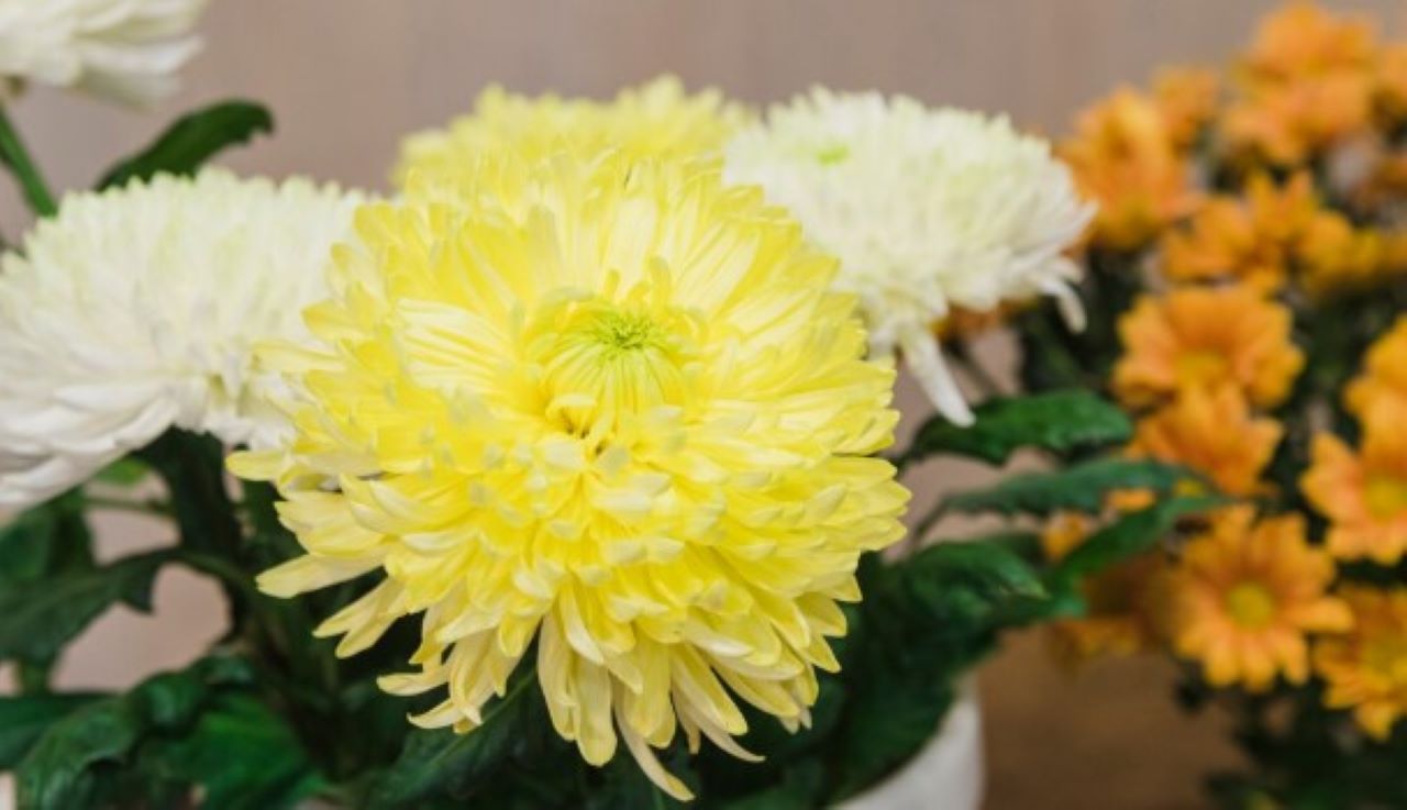 6 Jenis Tanaman yang Bikin Udara di Rumah Jadi Segar, Cocok Dijadikan Hiasan!