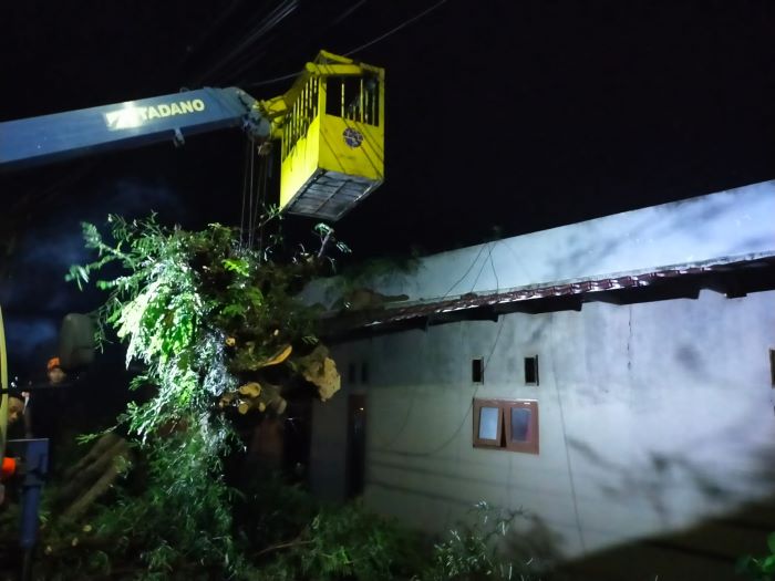 Pohon Asam Jawa Tumbang Timpa Rumah dan Kabel Listrik di Kayugeritan Pekalongan