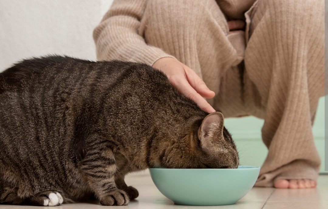 Siapa Bilang Pakan Kucing Mahal, Inilah Pakan Kucing Dry Food Murah dan Bergizi, Yuk Cobain!