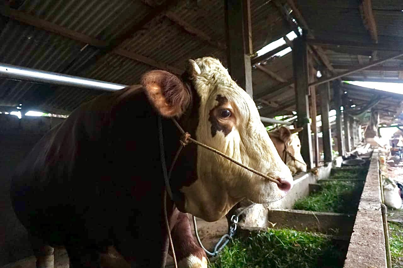 Ini Penampakan 'Si Gemblung', Sapi Kurban Presiden Prabowo untuk Masyarakat Batang