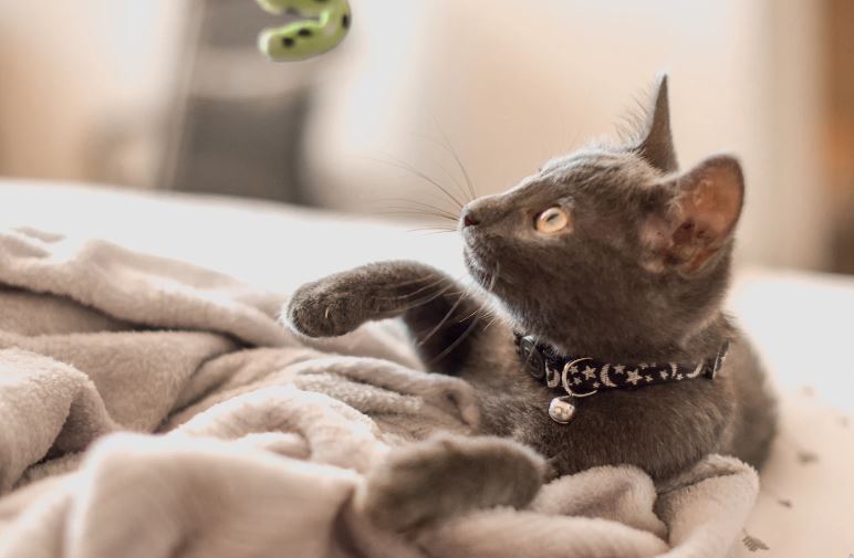 Trik Jitu Cara Melatih Kucing Agar Tahu Namanya, Buat Kucingmu Lebih Cerdas dan Patuh saat Dipanggil!