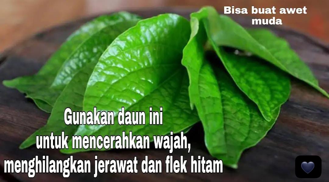 Apa Saja Manfaat Daun Sirih untuk Wajah yang Menakjubkan? Ternyata ini yang Bikin Kulit Glowing!