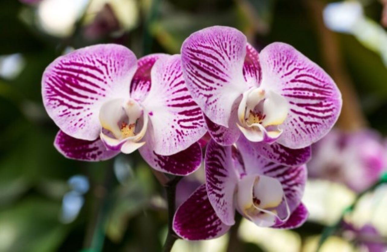 6 Jenis Tanaman Hias yang Cocok untuk Vertical Garden, Bikin Suasana Rumah Makin Adem