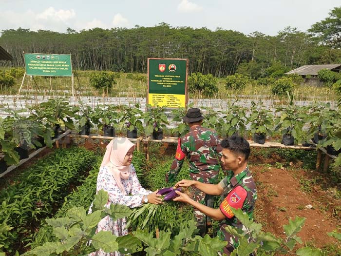 Giliran Tanam Terong, Upaya Kodim Batang Bantu Ketahanan Pangan 