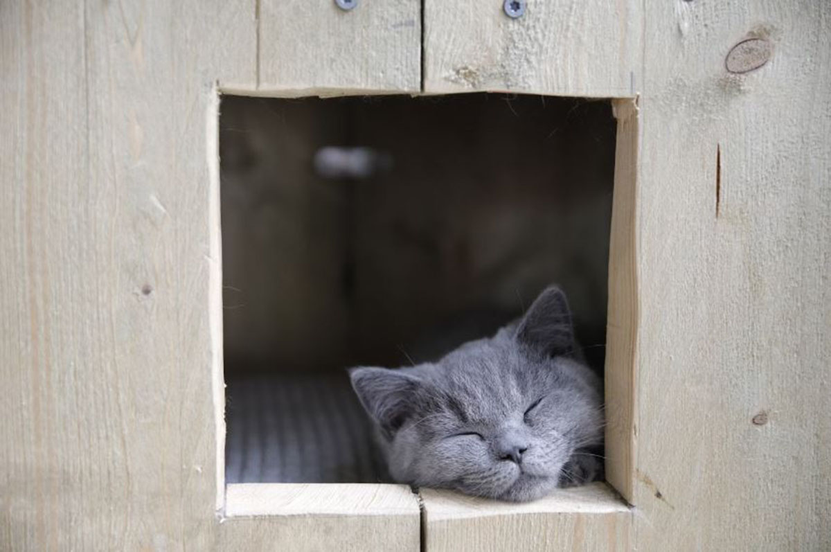 Anak Kucing Sebaiknya Tidur di Mana? Kamu Harus Tahu 5 Tips Ini Jika Baru Memelihara Kitten!