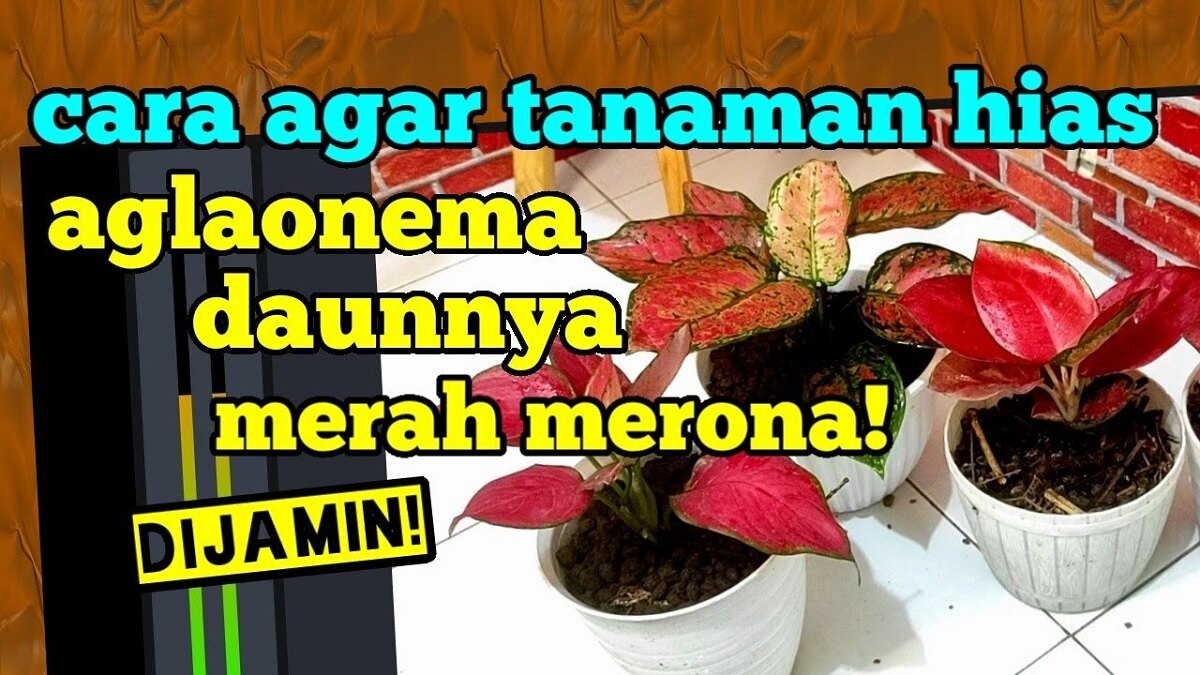 Ternyata, Ini Trik Supaya Warna Daun Aglonema Menjadi Merah terang Merata, Lebat & Besar, Gampang Kok Caranya