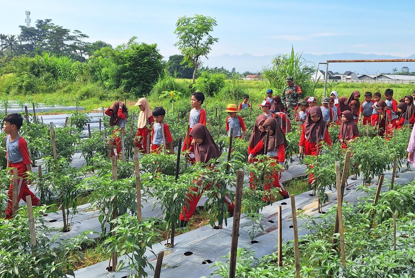 Serunya Pelajar SDN Proyonanggan 01 Batang Belajar Wirausaha ke Petani Sayur dan Peternak Sapi