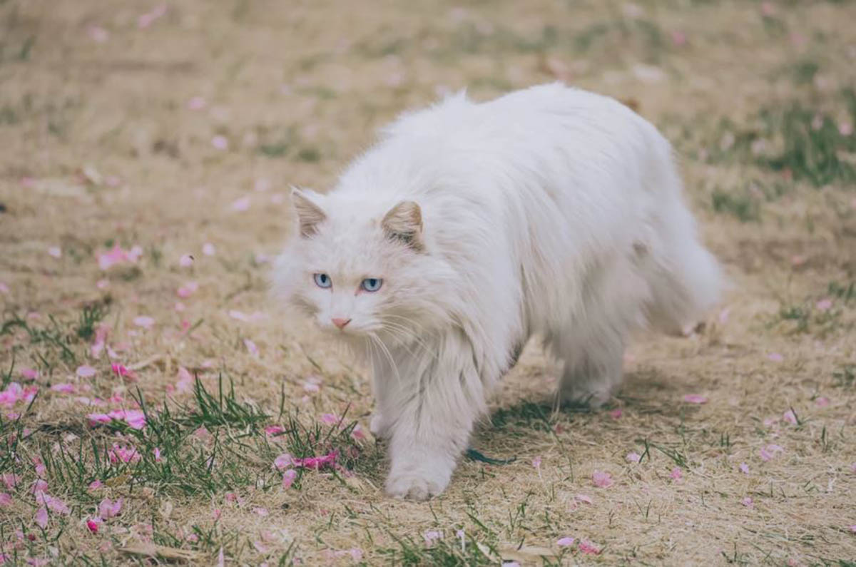 Ras Kucing Turkish Angora, Kucing yang dipercaya Menjadi Peliharaan Nabi Muhammad: Apa Saja Keunikannya?