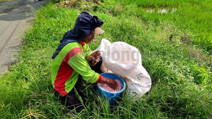 Alhamdulillah, Alokasi Pupuk Bersubsidi 2023 Naik