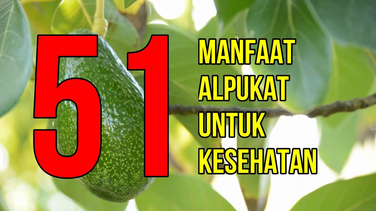 Inilah 2 Manfaat Makan Buah Alpukat setelah Makan Siang yang Wajib Kamu Tahu, Apa Saja? Simak di Sini