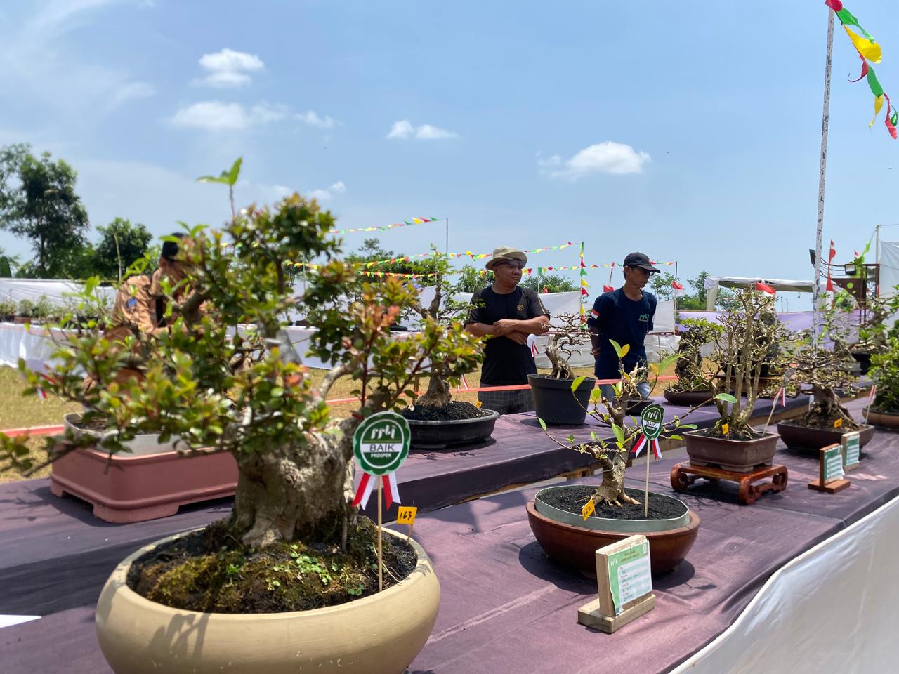 Berharga Hingga Miliaran Rupiah, Ratusan Bonsai Unjuk Gigi dalam Pameran dan Kontes Bonsai di Bandar Batang