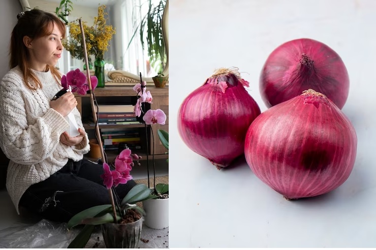 Mudah dan Praktis, Begini Cara Membuat Pupuk dari Bawang Merah untuk Tanaman Anggrek agar Tumbuh dengan Subur