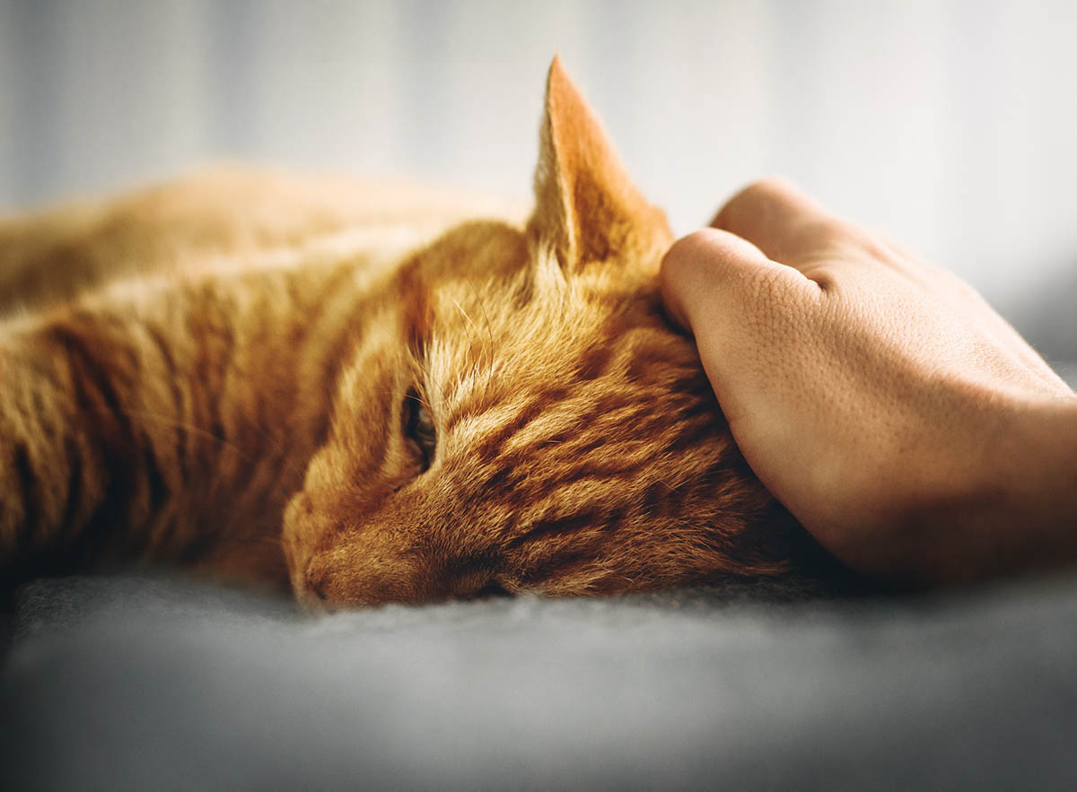Waspada! Ini Penyakit Kucing yang Bisa Menular ke Manusia: Apa Saja Penyebab dan Cara Menanganinya?