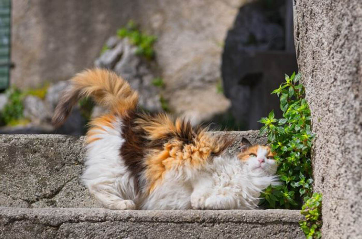 Kamu Harus Coba! Begini Cara Menanam Catnip untuk Kucing yang Benar Sesuai dengan Iklim dan Tanah di Indonesia