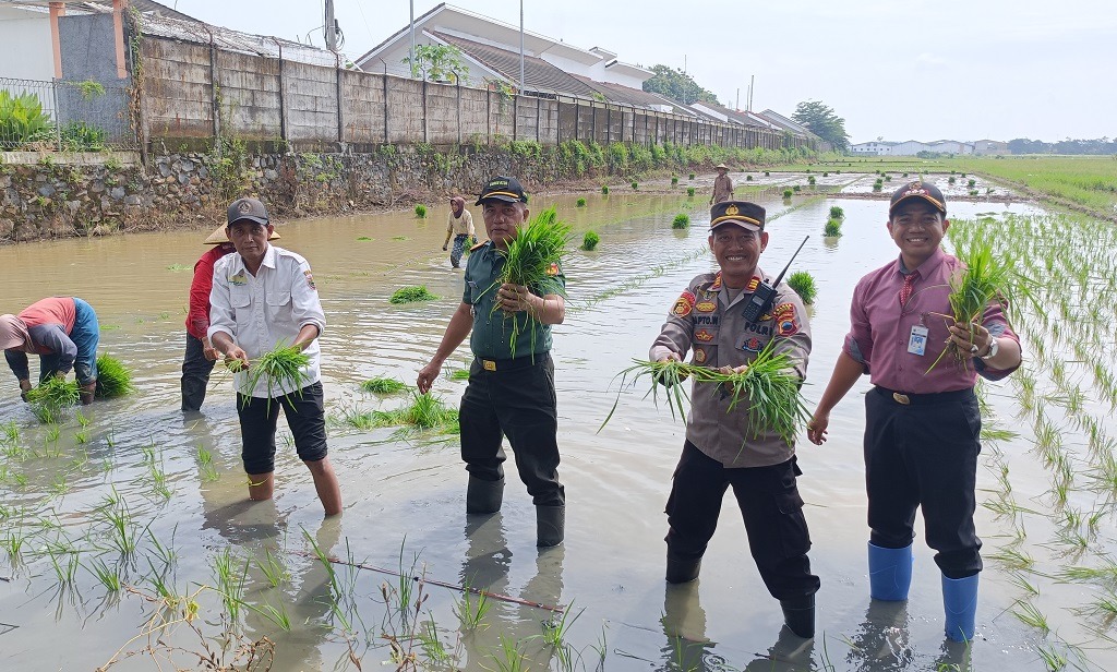 Sukseskan Swasembada Pangan, Forkopimcam Batang Optimalkan Lahan Produktif di Wilayah Batang