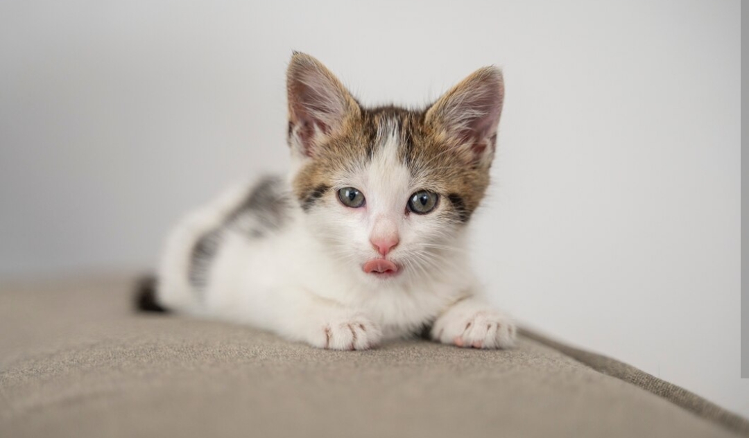 Kucingmu Lesu dan Tidak Mau Makan? Inilah Jenis Asupan Ketika Kucing Lemas Tidak Mau Makan!