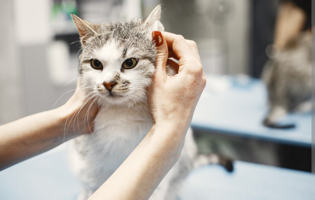 Pemilk Kucing Harus Tahu, Inilah Manfaat Grooming Kucing, Yuk Lakukan dengan Rutin!