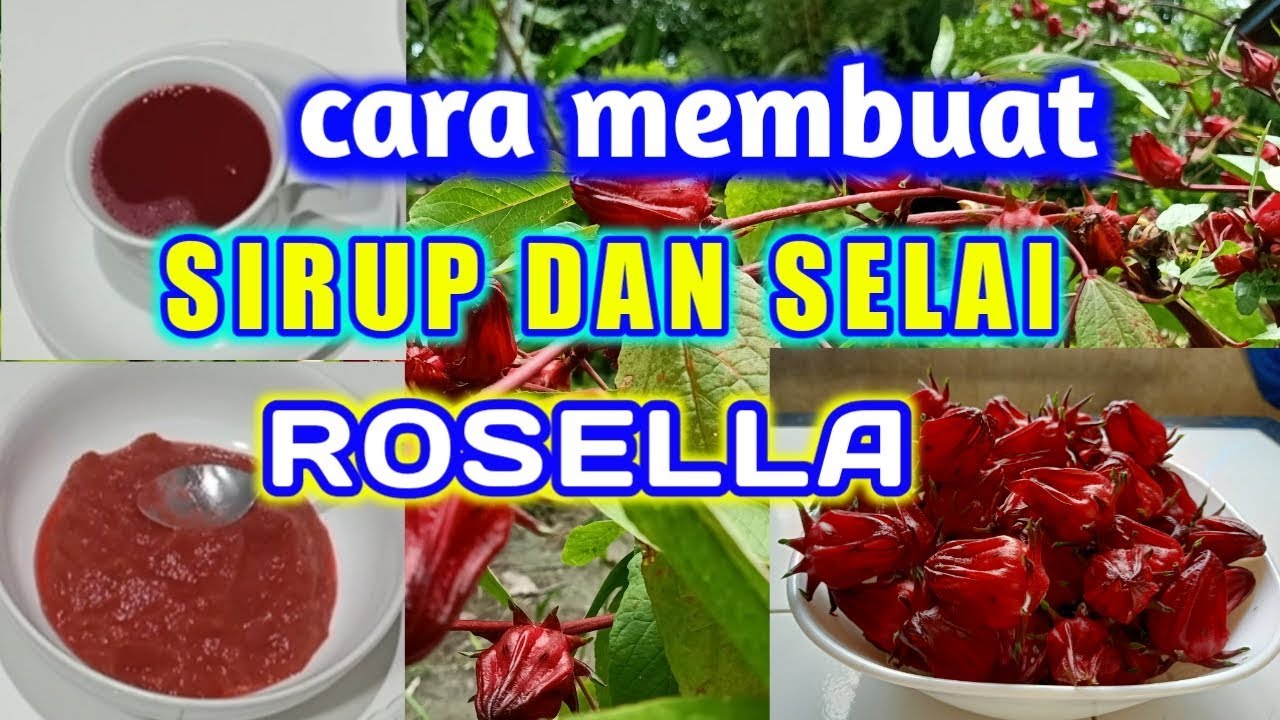 Mau Tahu Cara Membuat Teh Rosella untuk Kesehatan yang Benar? Begini Caranya!