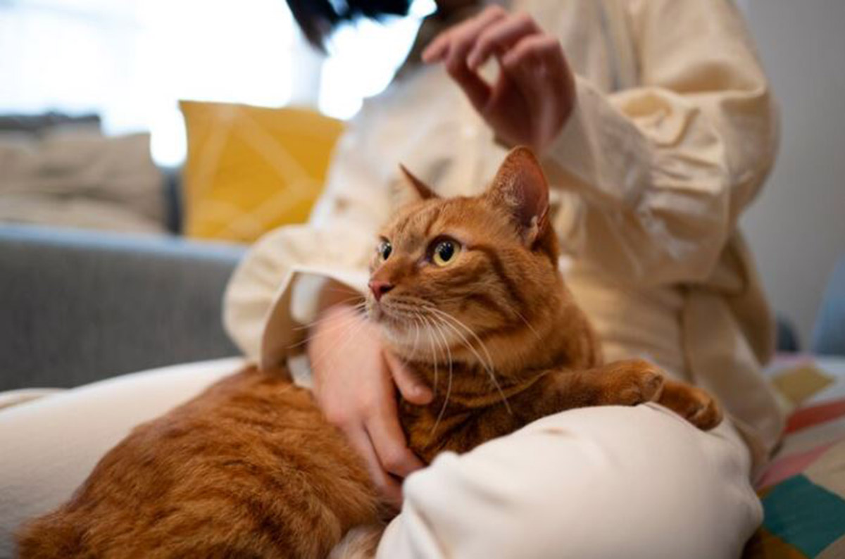 Apakah Dosa Mensteril Kucing? Ternyata Begini Hukumnya menurut Islam
