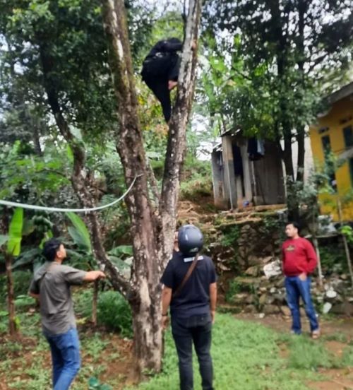 Tidak Mau Ditangkap Polisi, Pencuri TV di Perumahan Saphire Residence Gejlik Pekalongan Panjat Pohon